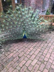 IMG_3823.JPG