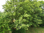 DJI_0647.JPG
